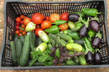 ekokorpice voce povrce