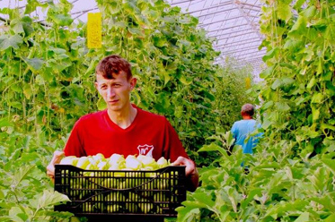 organsko povrce ekodizajn