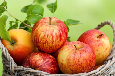 voce ekodizajn organsko