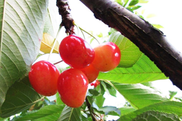 ekodizajn nesto vise